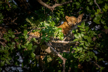 Time + Tide South Luangwa Time + Tide South Luangwa: Leopard im Baum