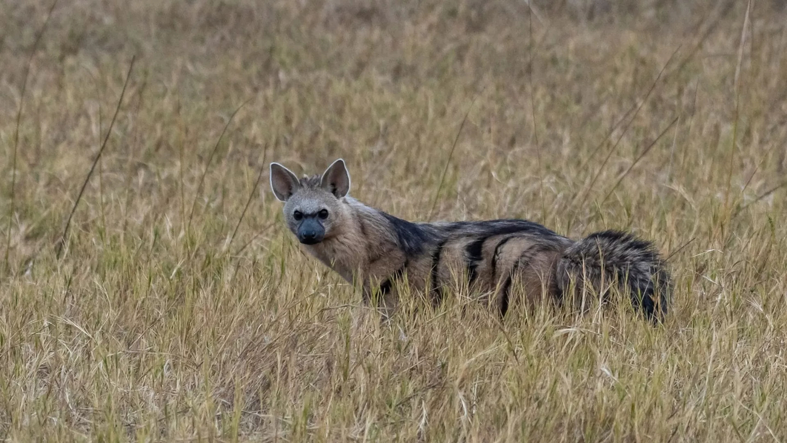 Xigera Safari Lodge Xigera Safari Lodge