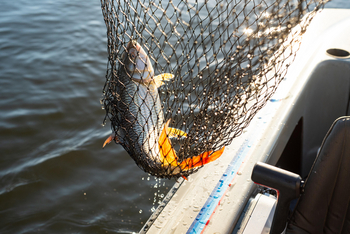 Zambezi Queen Zambezi Queen: Tigerfisch im Netz