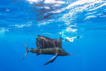 Alphonse Island Lodge: Schnorcheln