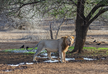 Asiatic Lion Lodge Asiatic Lion Lodge: Löwe mit Krähen