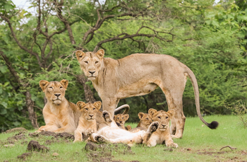 Asiatic Lion Lodge Asiatic Lion Lodge: Löwenfamilie