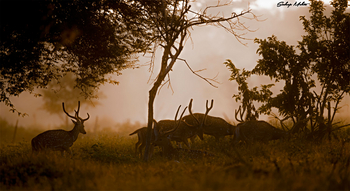 Bamboo Forest Safari Lodge: Hirschherde