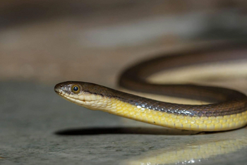 Bamboo Forest Safari Lodge: calamaria reed snake Liopeltis calamaria