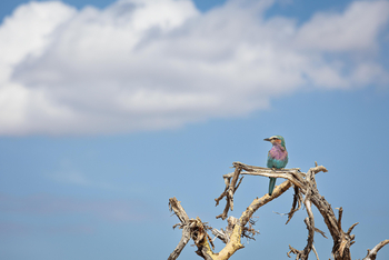 Borana Lodge Borana Lodge: Gabelracke auf Ast