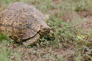 Chilo Ivory Trail Adventure: Schildkröte