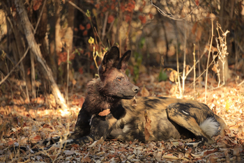 Chitake Mobile Camp Chitake Mobile Camp: Wildhund