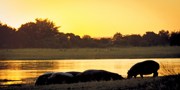 Chobe Game Lodge: Hippos
