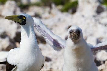 Cosmoledo Eco Camp: Maskentölpel alt und jung
