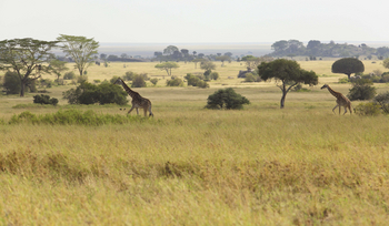 Dunia Camp: Giraffen