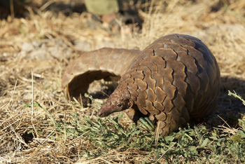 Goliath Tented Camp Goliath Tented Camp: Schuppentier