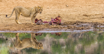 Hobatere Lodge: Löwe mit Beute