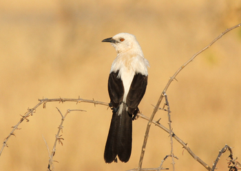 Jozibanini Camp Jozibanini Camp: Pied Babbler