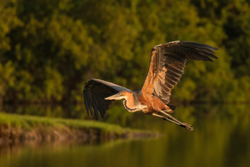 KaingU Safari Lodge: Goliathreiher