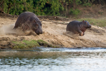 KaingU Safari Lodge: Junge Nilpferde