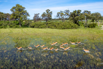 Karangoma Camp: Rote Moorantilopen