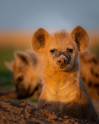 King Lewanika Lodge: Nahaufnahme einer Hyäne