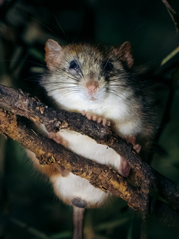 Kisima Ngeda Camp: Maus