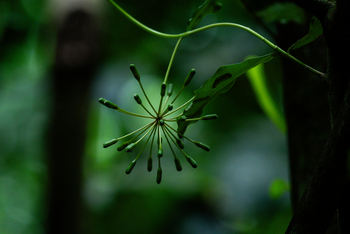 Koroi Forest Camp: Taigawurzel