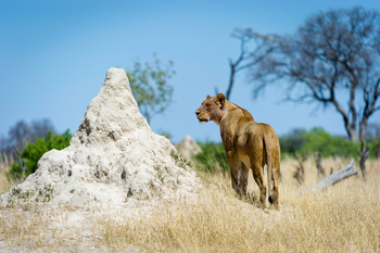 Little Makalolo Camp Little Makalolo Camp: Löwin