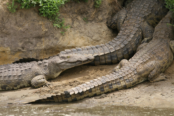 Mbali Mbali Katavi Camp: Krokodile