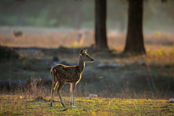 Meru Vann: Chital