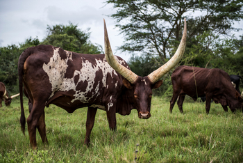 Mihingo Lodge: Ankole-Watusi-Rind