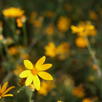 Mihingo Lodge: Korbblütler