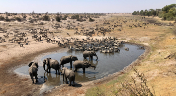 Moela Safari Lodge Moela Safari Lodge: Zebras und Elefanten