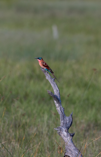 Mokolwane Camp: Karminspint