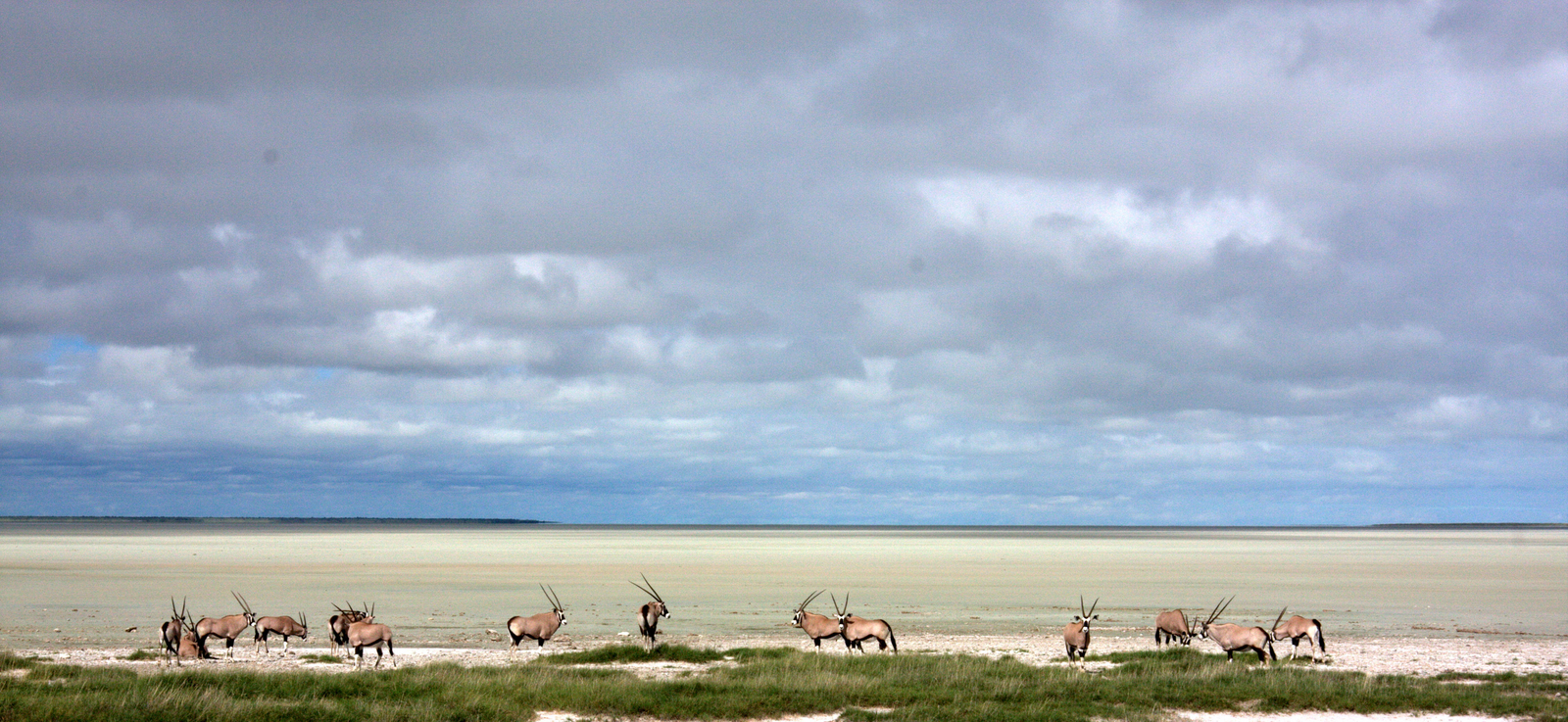 Mokuti Etosha Lodge Mokuti Etosha Lodge: Oryx-Antilopen