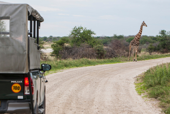 Mushara Game Drive: Giraffe
