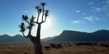 Namtib Desert Lodge: Quiver Tree Silhouette