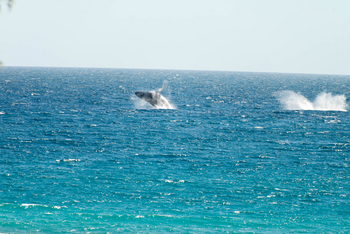 Nuarro Lodge: Springende Wale