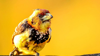 Oddballs' Enclave Camp: Crested Barbet