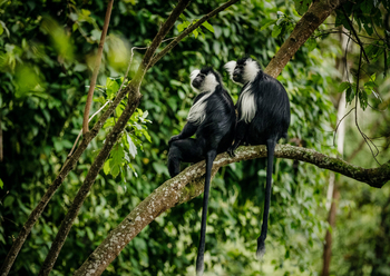 One and Only Nyungwe House: Colobus Monkey Trekking