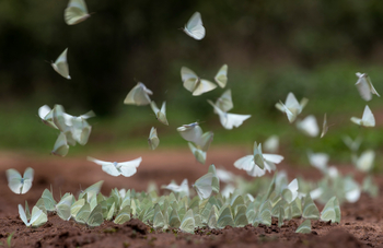 Royal Zambezi Lodge: Schmetterlinge