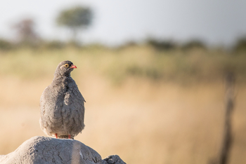 Rra Dinare Camp: Francolin