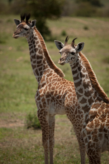 Sala's Camp: Junge Giraffen