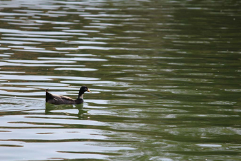 Sawai Vilas: Lake Mansarovar - Duck
