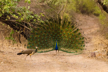 Sawai Vilas: Pfauenbalz