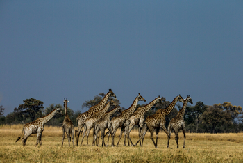Selinda Explorers Camp Selinda Explorers Camp: Giraffen