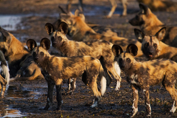 Selinda Explorers Camp Selinda Explorers Camp: Wildhundrudel