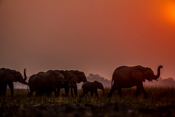 Selinda Explorers Camp Selinda Explorers Camp: Witternde Elefanten