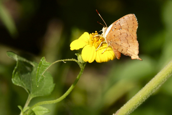 Setari Camp: Schmetterling