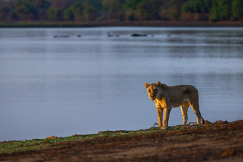 Sungani Lodge Sungani Lodge: Löwe
