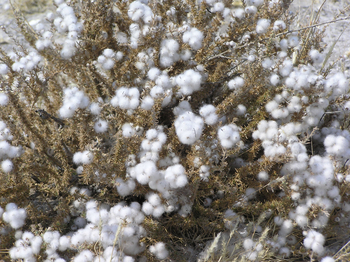 Tau Pan Camp Tau Pan Camp: Verblühter Strauch