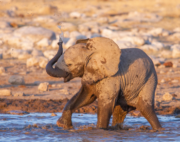 Villa Mushara: Elefantenbaby beim Bad