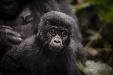 Sanctuary Gorilla Forest Camp: Gorilla-Kind Sanctuary Gorilla Forest Camp: Gorilla-Kind