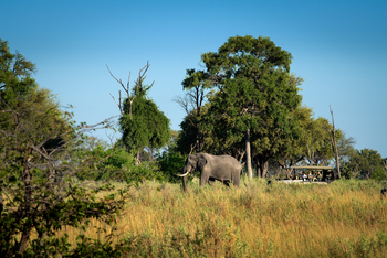 Atzaro Okavango Camp: Game Drive